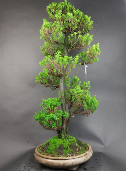 Preview: Bonsai - Jap. Eibe, Taxus Cuspidata